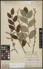 Foto von Salix appendiculata Vill. x Salix caprea L.